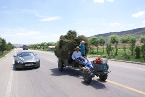 Hay going to the Market